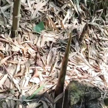 牛尾笋