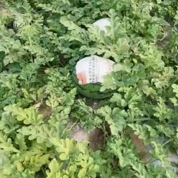 吉林西瓜