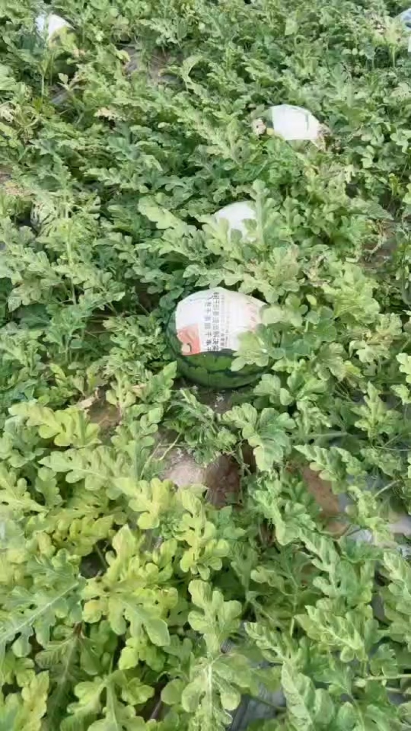 吉林西瓜