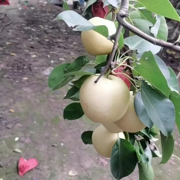 皇冠梨有要的联系V***********