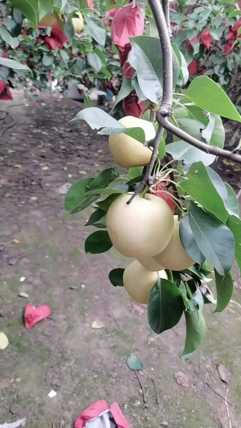 皇冠梨有要的联系V***********