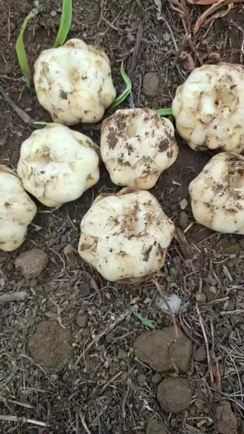百合种球产地直发一手货源价格实惠了产地云南昭通鲁甸