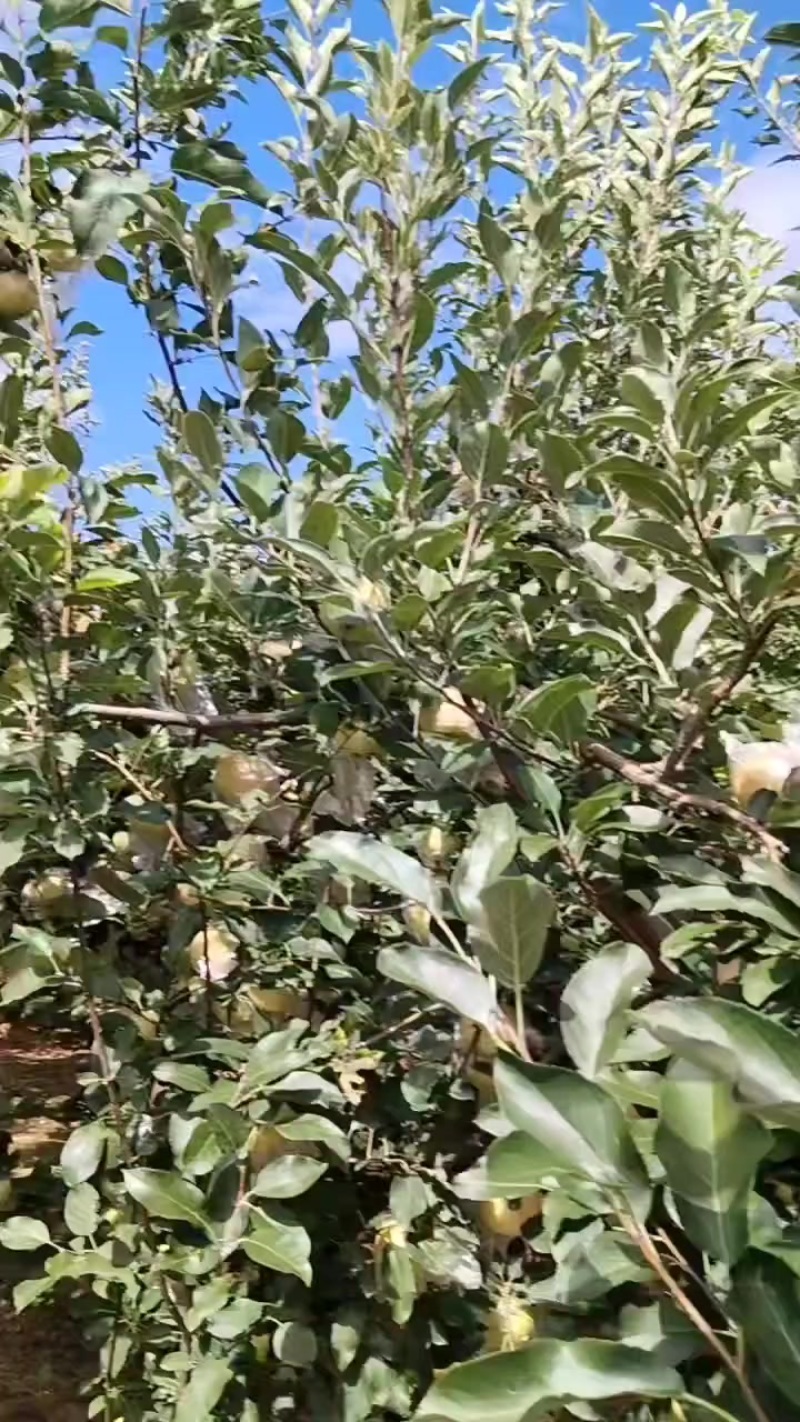 嘎啦苹果