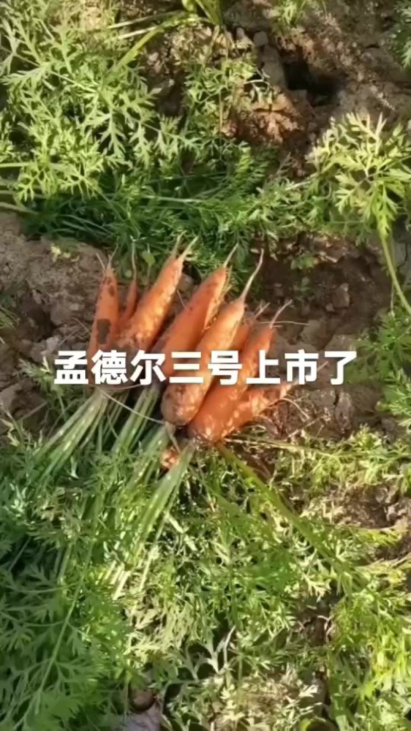 胡萝卜