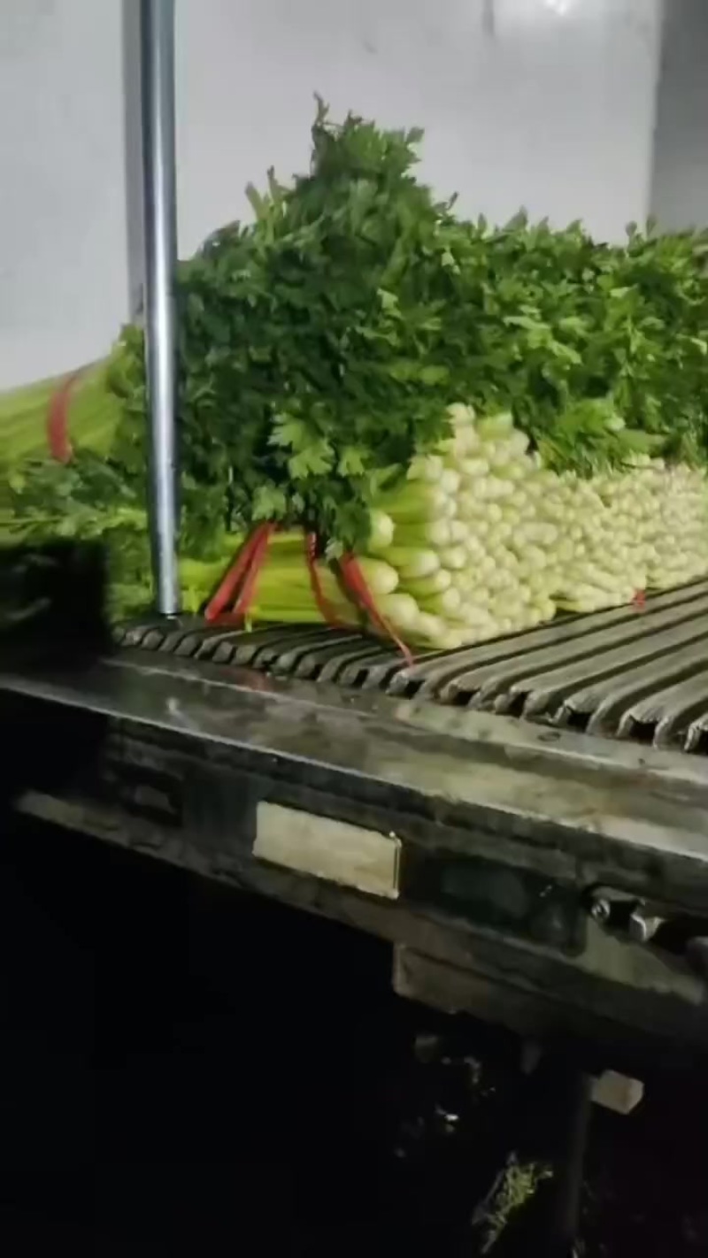 精品西芹
