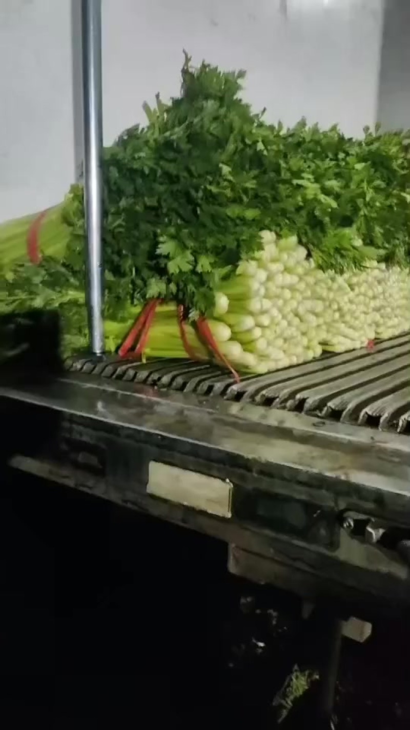 精品西芹