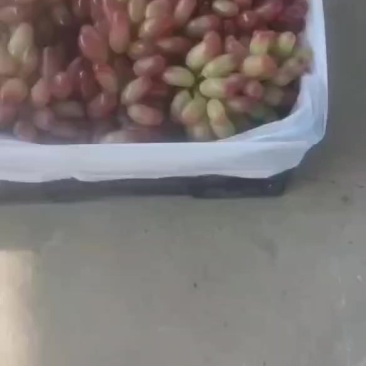 高山美人指葡萄。