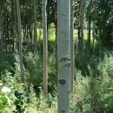 银中杨