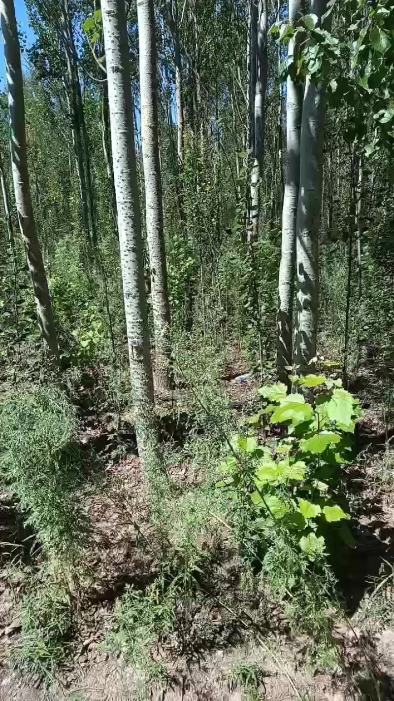 银中杨