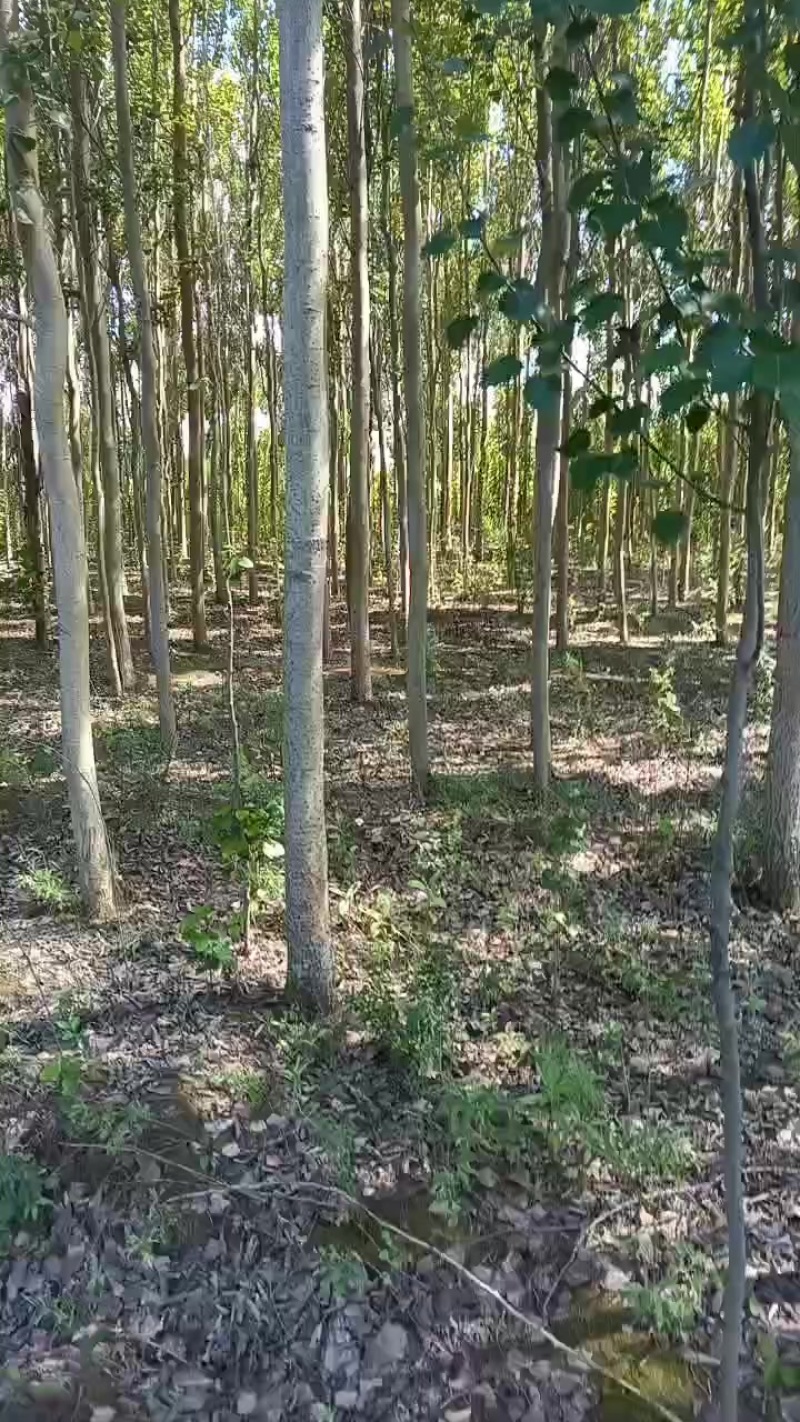 银中杨