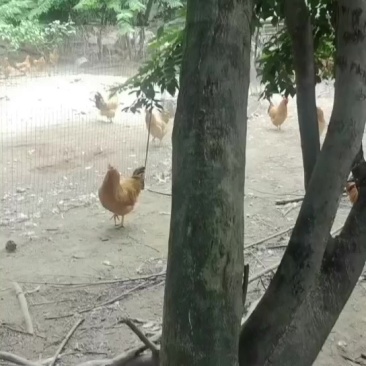黄花莉树