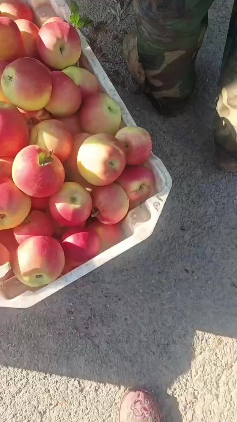 嘎啦苹果