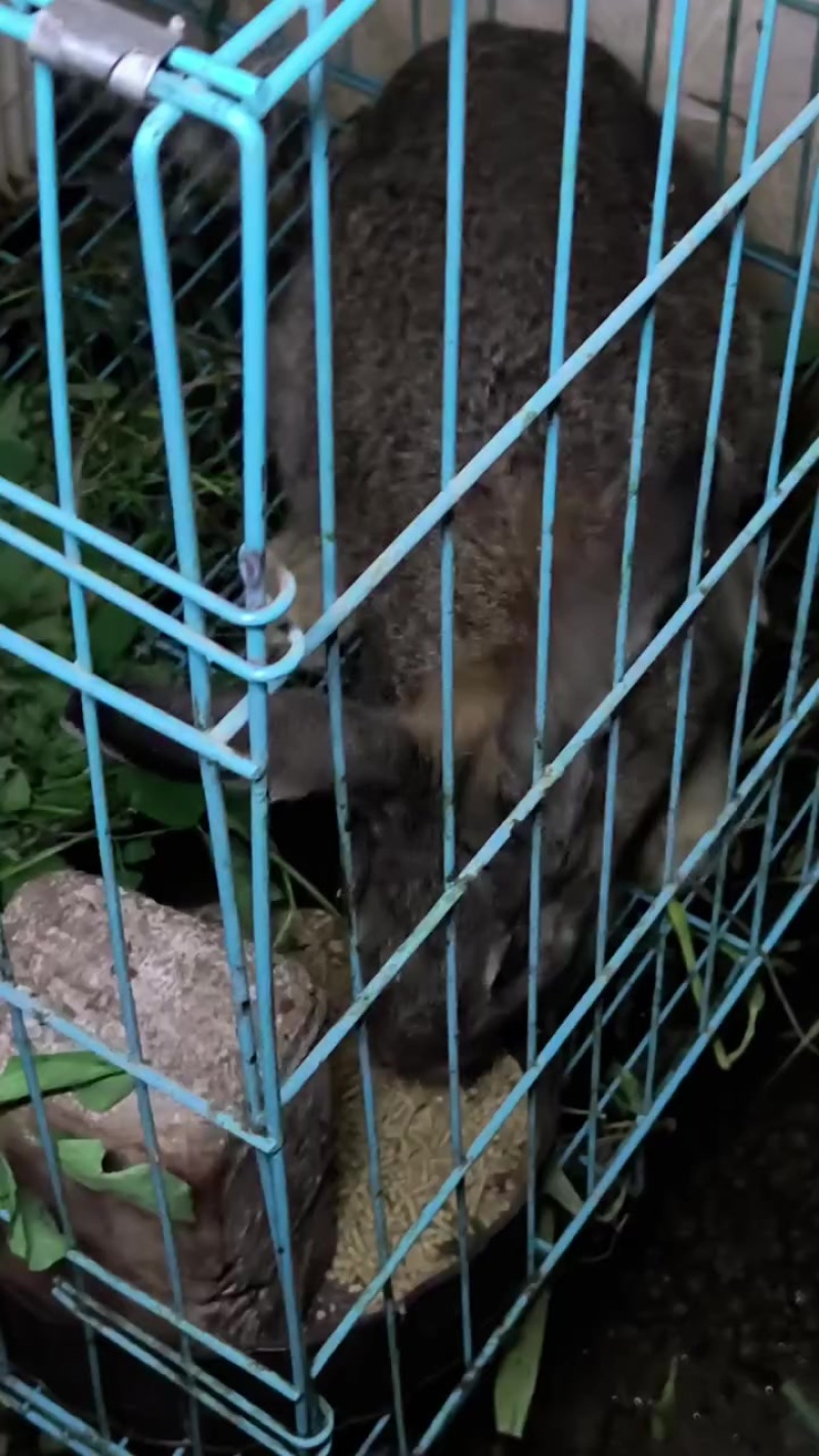 散养肉兔