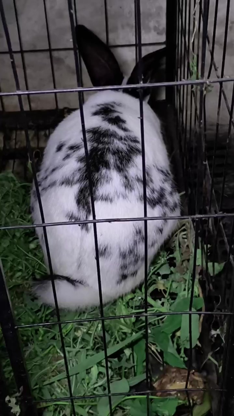 散养肉兔