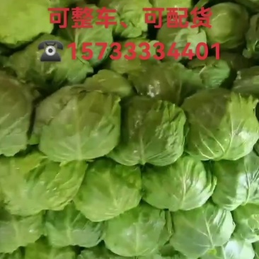 张家口蔚县精品甘蓝