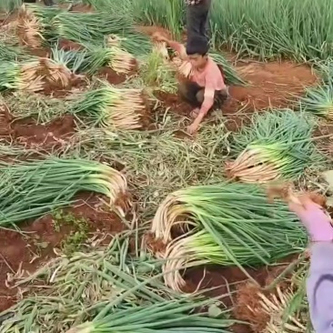 云南弯葱