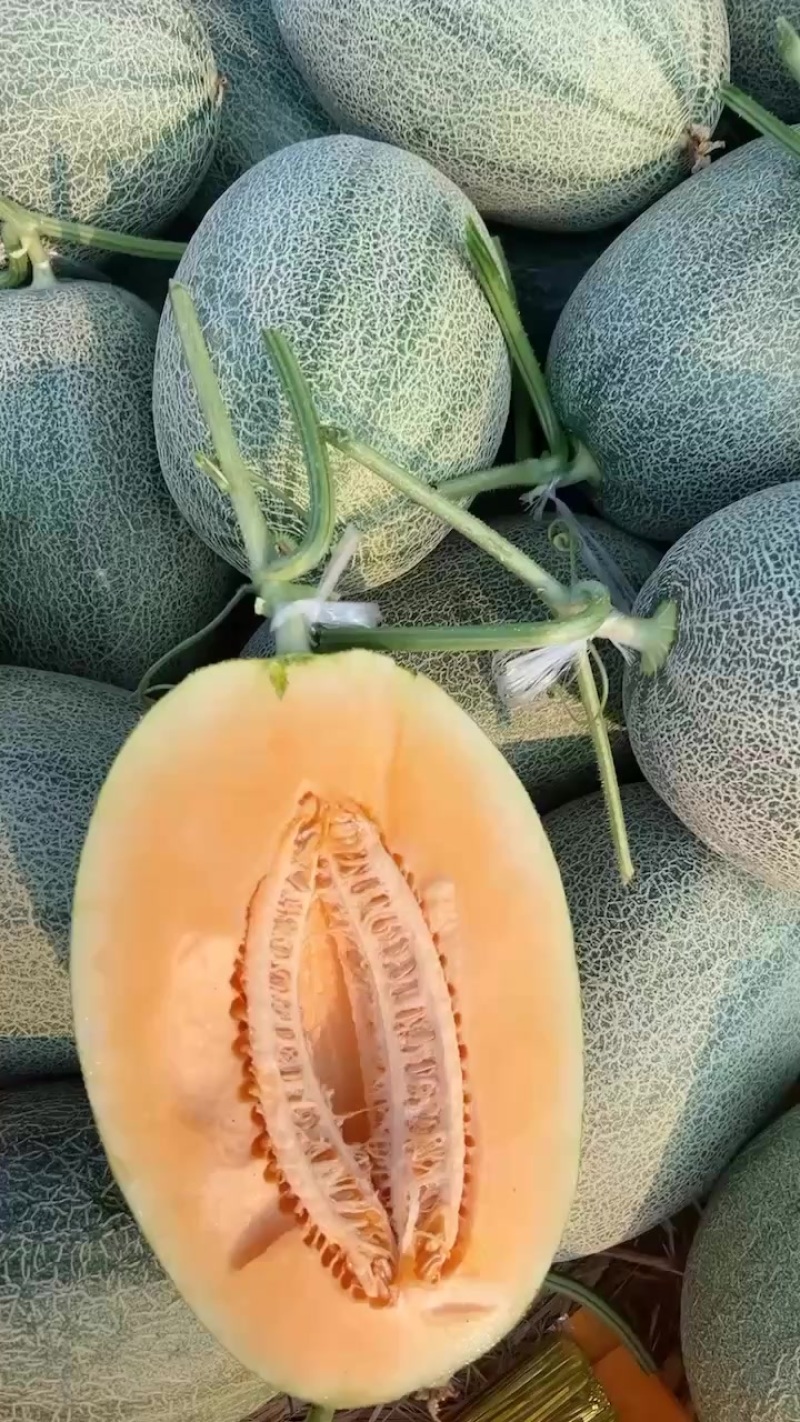 哈密瓜