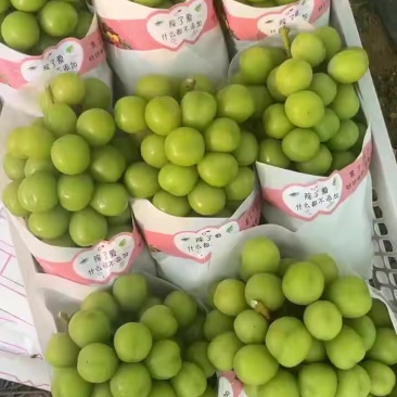 果型好，附近的老板。可以现在看货