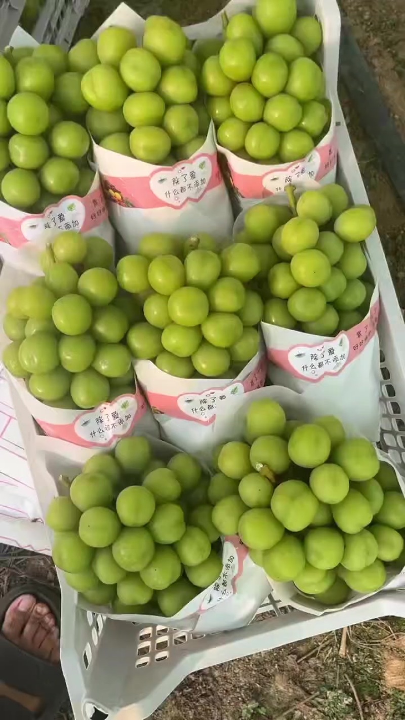 果型好，附近的老板。可以现在看货