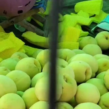 黄金密