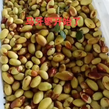 马牙枣