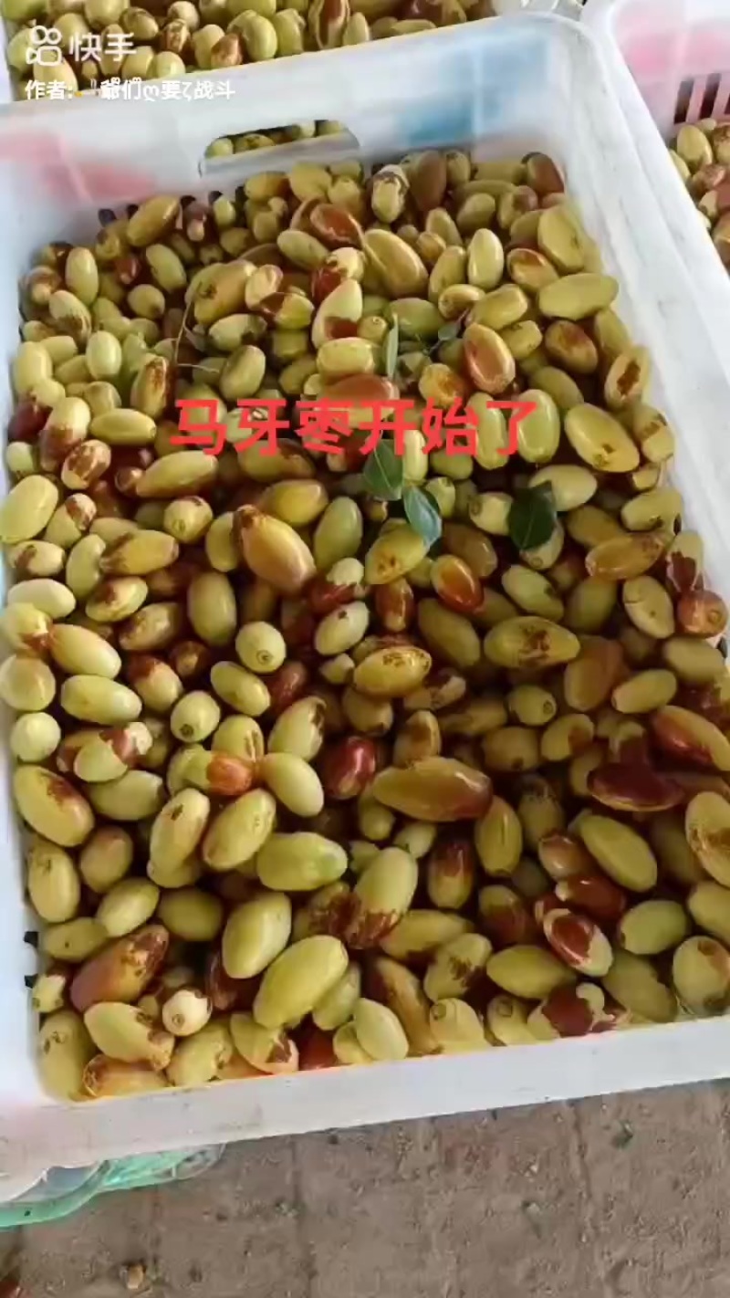 马牙枣