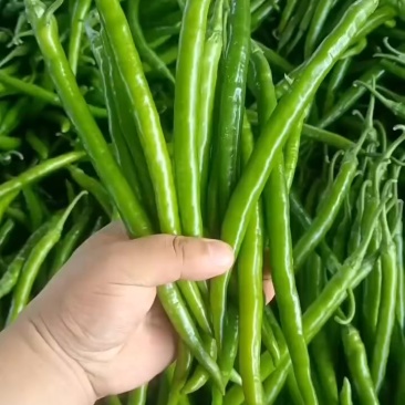 线椒