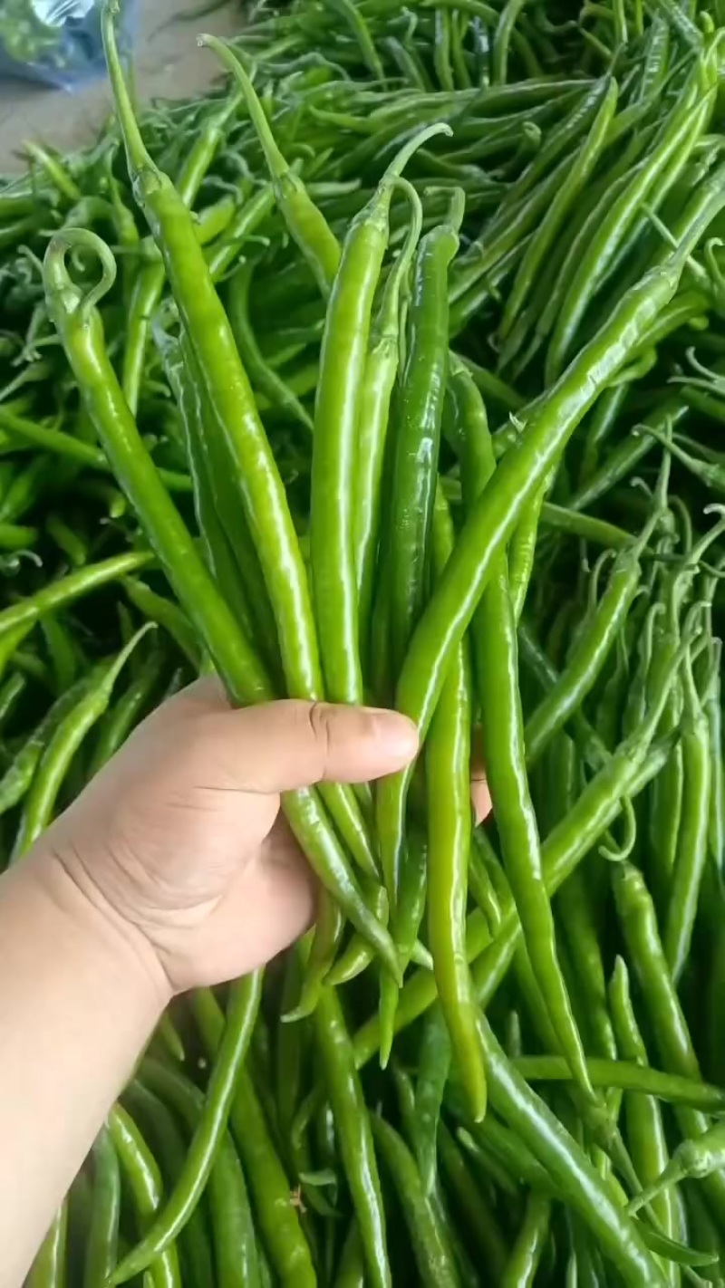 线椒