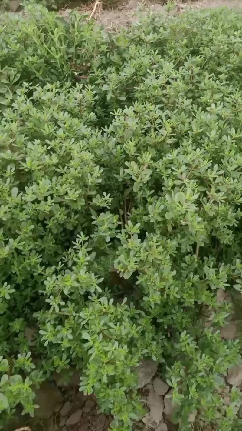 马齿苋