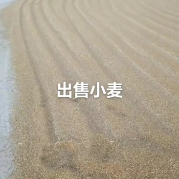 150万吨优质河套小麦