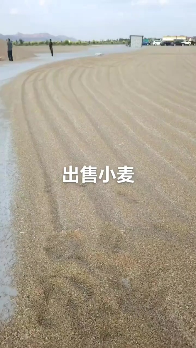 150万吨优质河套小麦