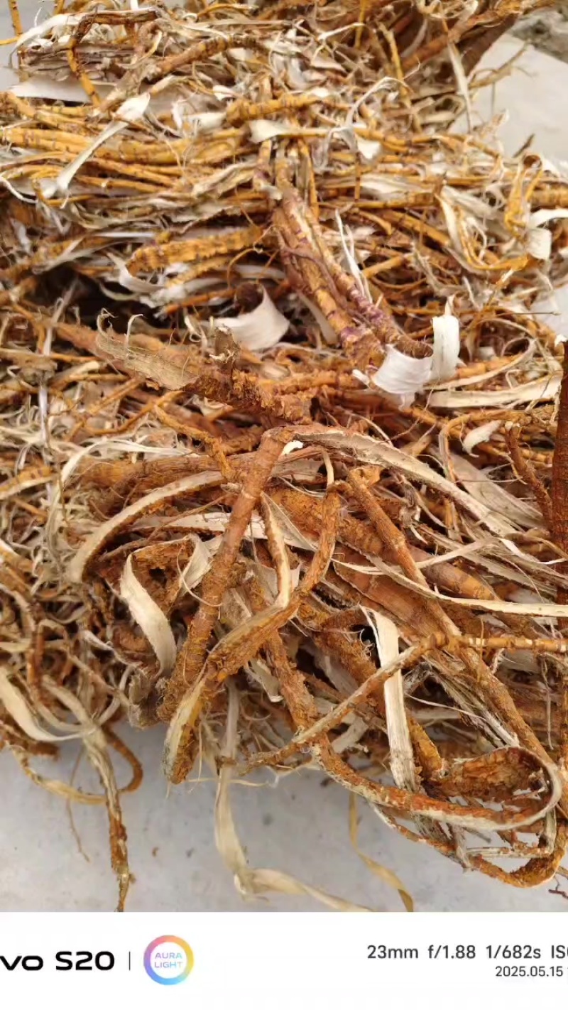 桑白皮1111