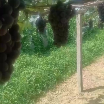 巨峰葡萄