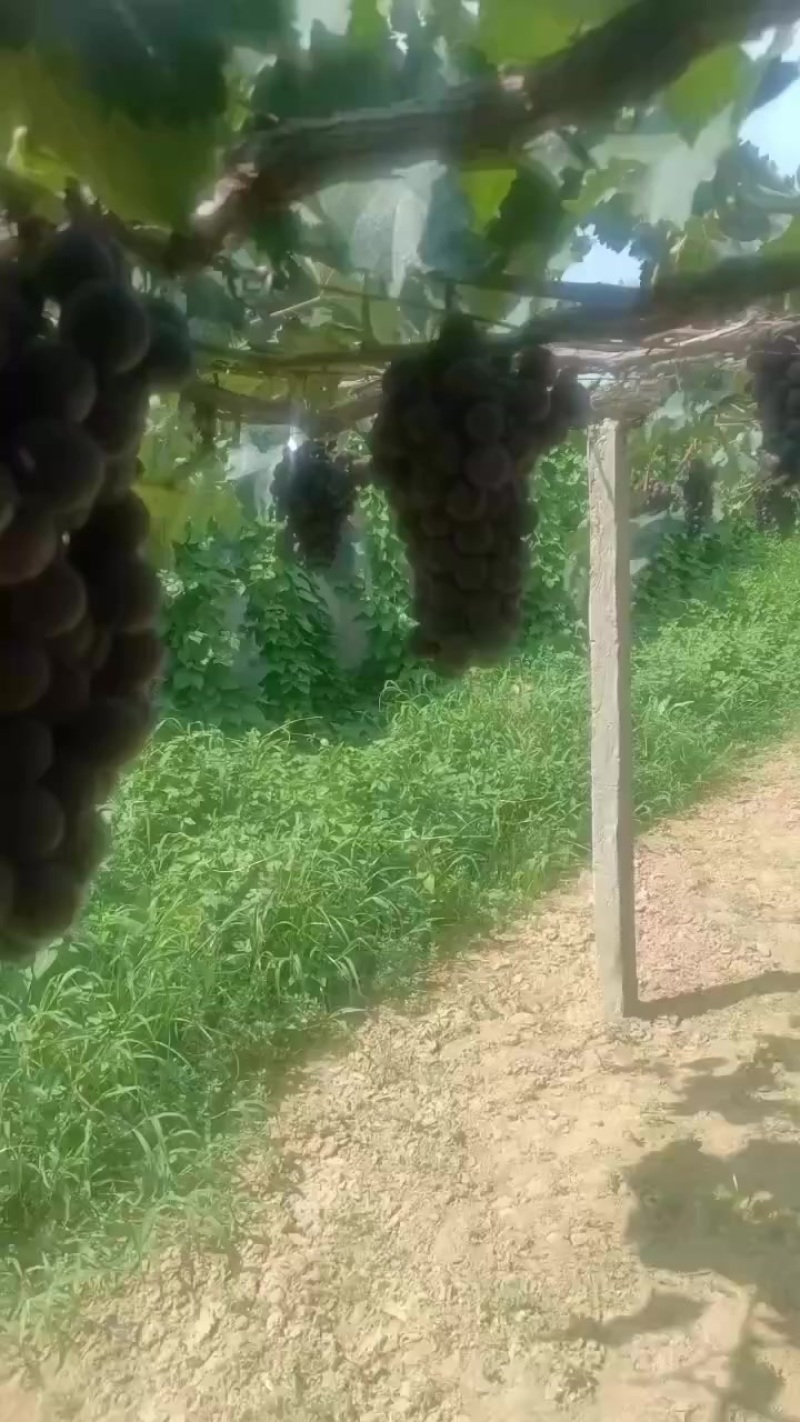 巨峰葡萄