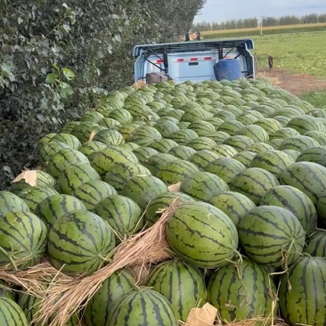 保质保量西瓜全国包邮精品大地雷