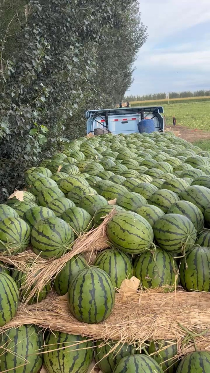 保质保量西瓜全国包邮精品大地雷