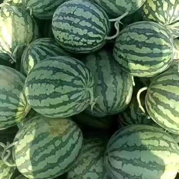 美都麒麟西瓜