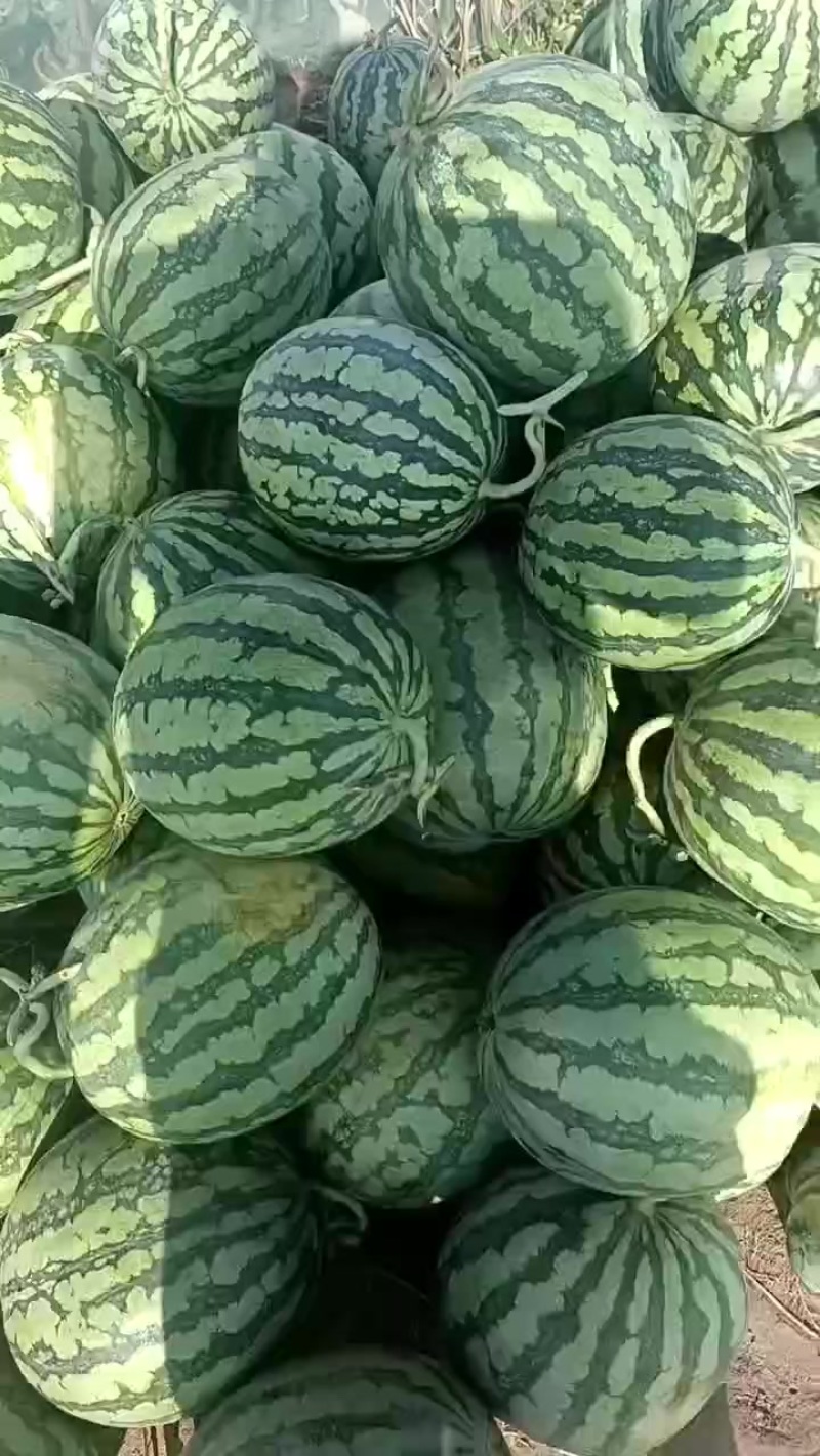 美都麒麟西瓜