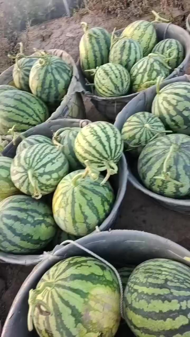 美都麒麟西瓜