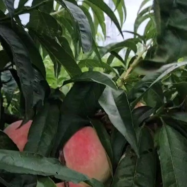 永连蜜桃上市啦