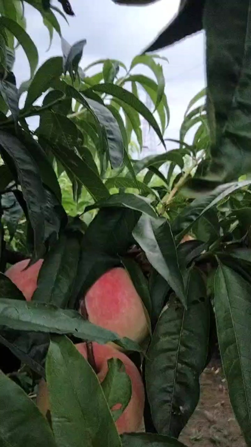 永连蜜桃上市啦