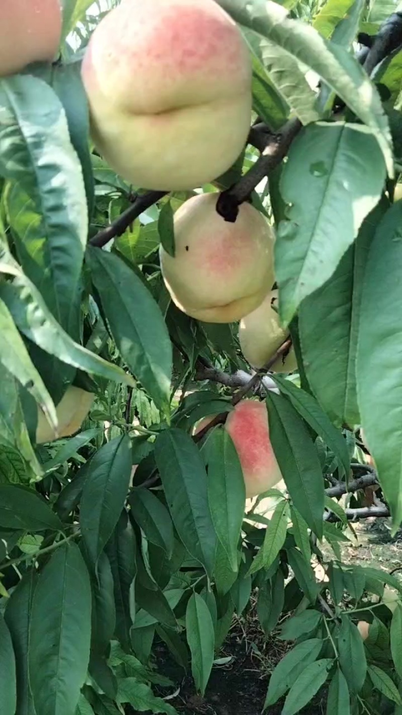 永连蜜桃上市啦