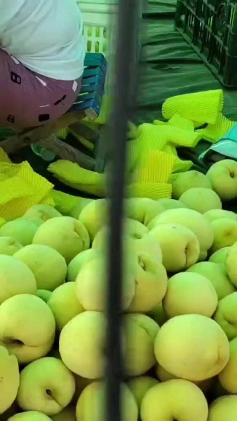 黄毛桃