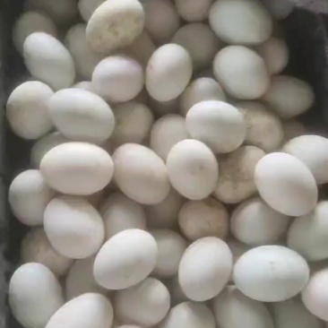河南商丘鸭蛋