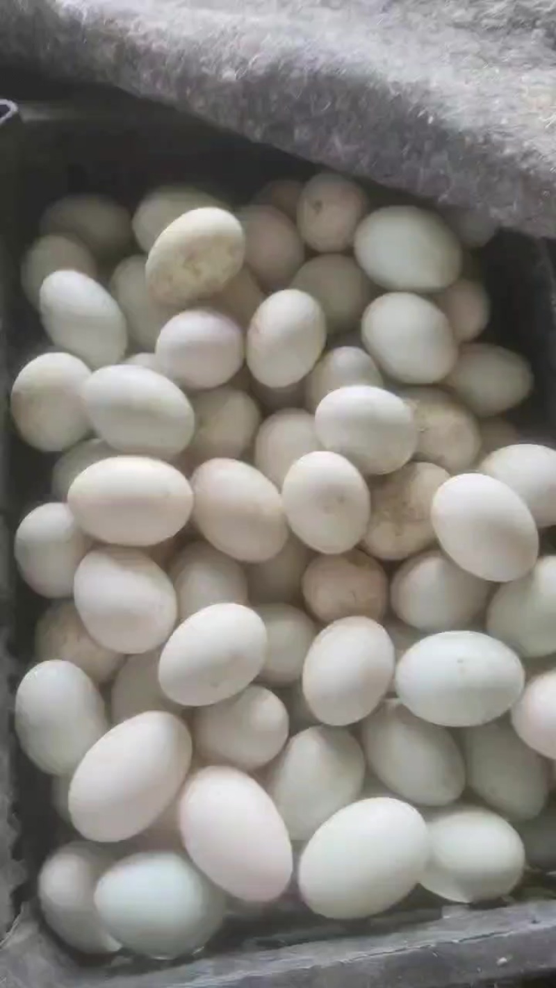 河南商丘鸭蛋