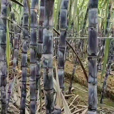 甘蔗