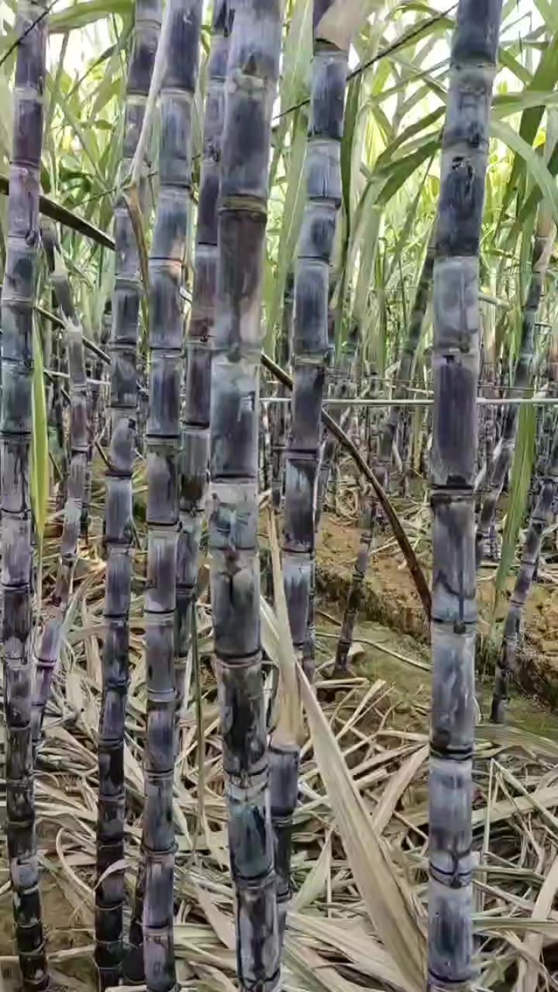 甘蔗