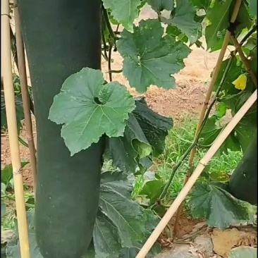 黑皮冬瓜