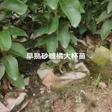 金秋苗
