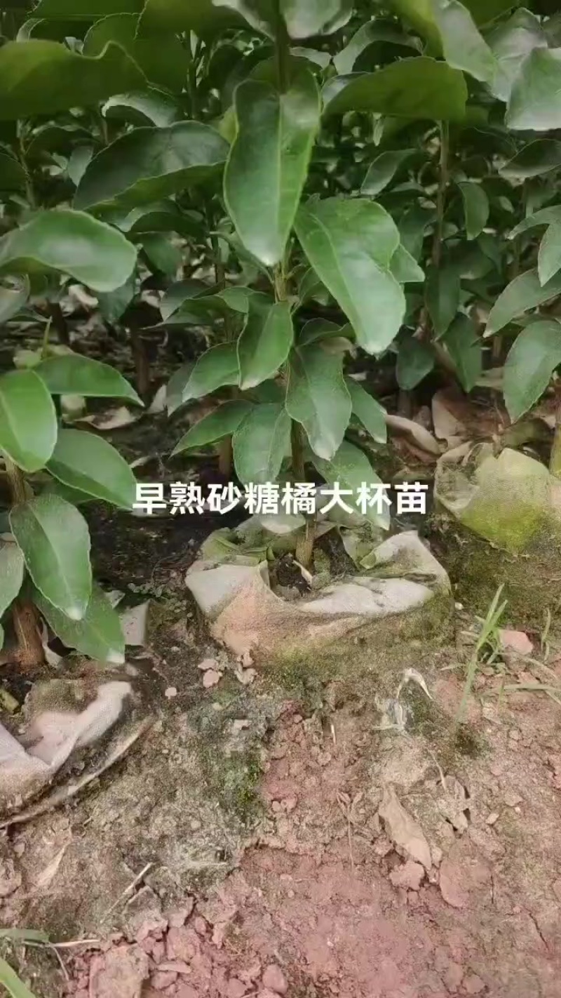 金秋苗